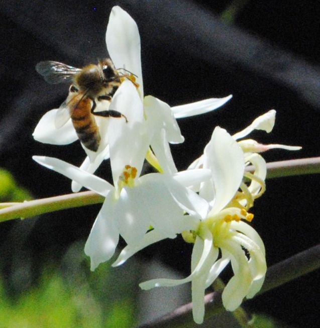 モリンガの花に蜂